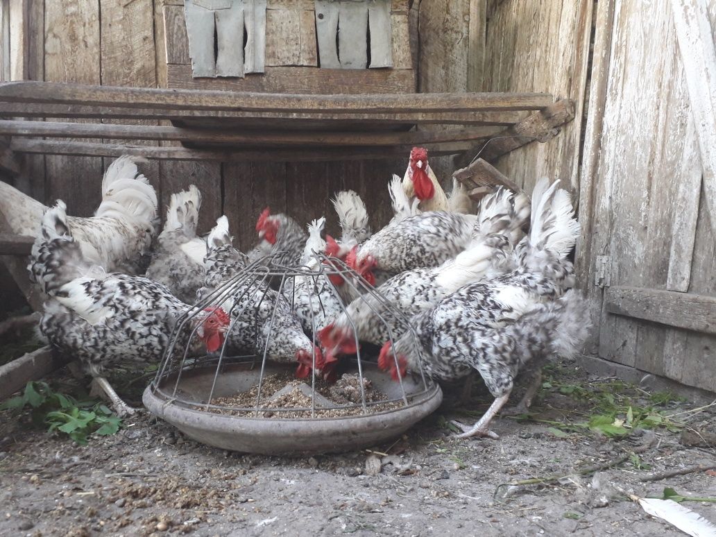 Инкубационные яйцо пушкинских кур.