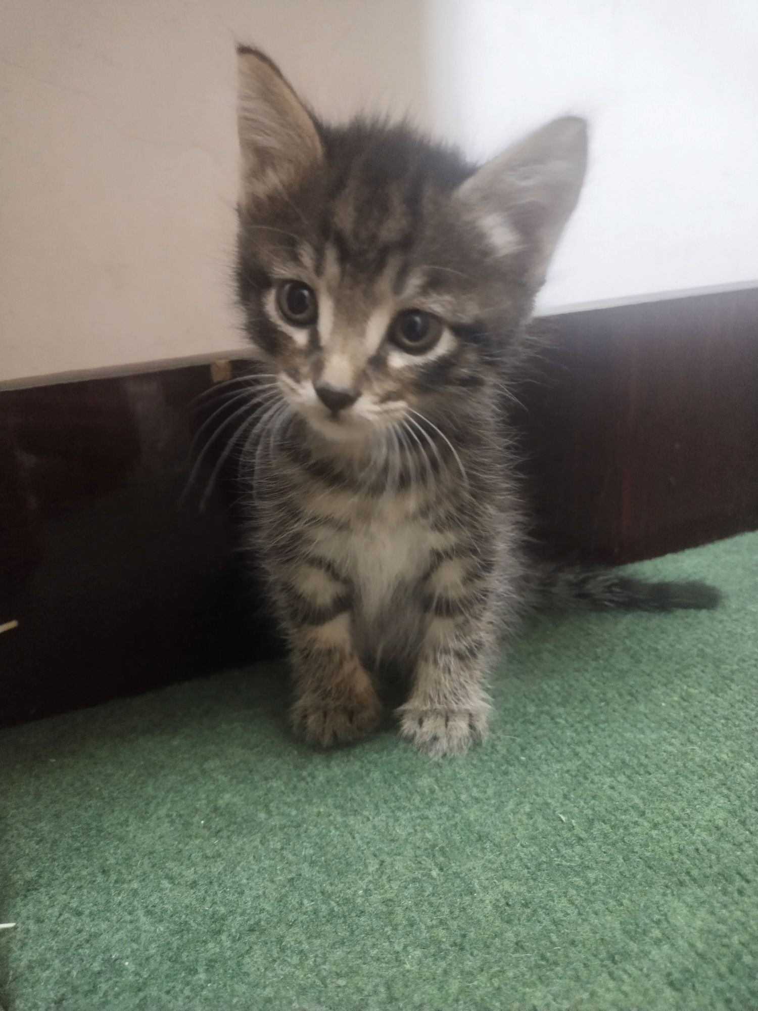 Отдам даром котят