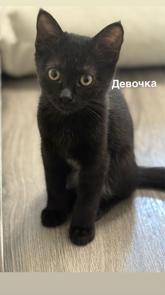 Котята в добрые руки