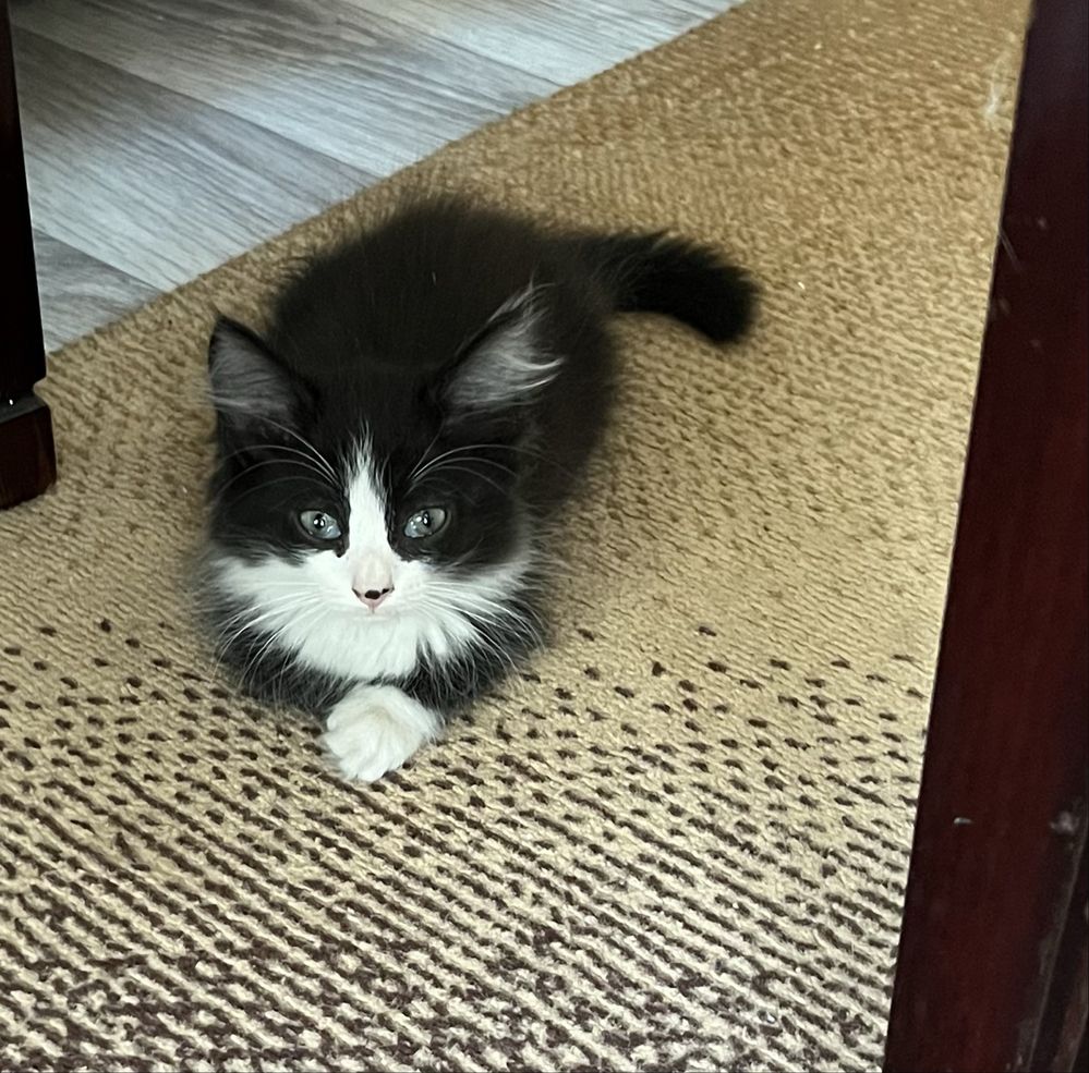 Отдам котят в добрые руки