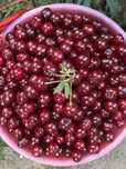 Продам дачную спелую вишню
