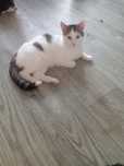 Ласковый котомальчик ищет дом