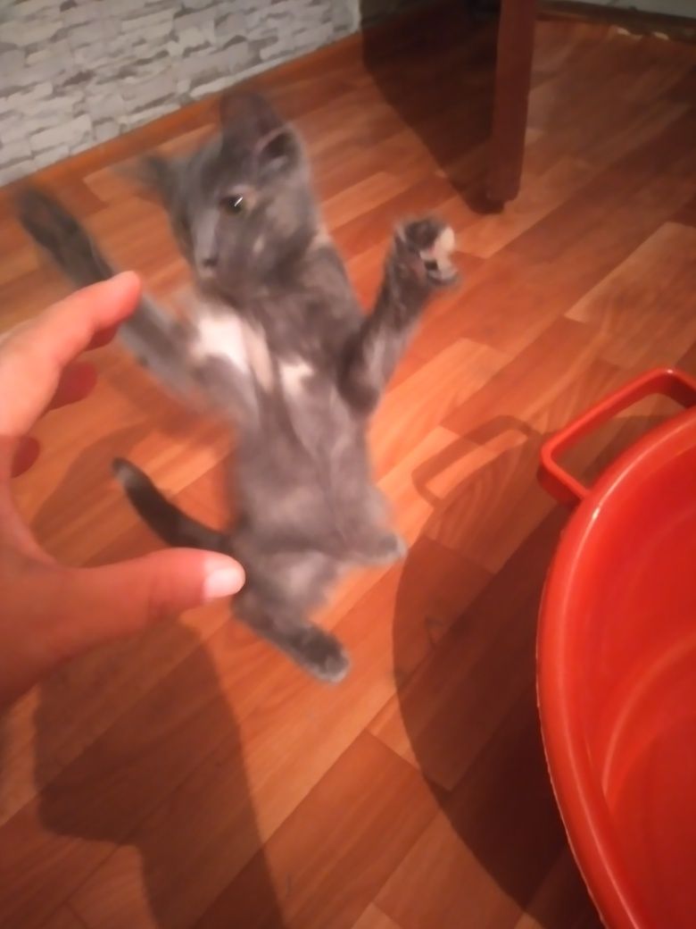 Отдам котят добрые руки