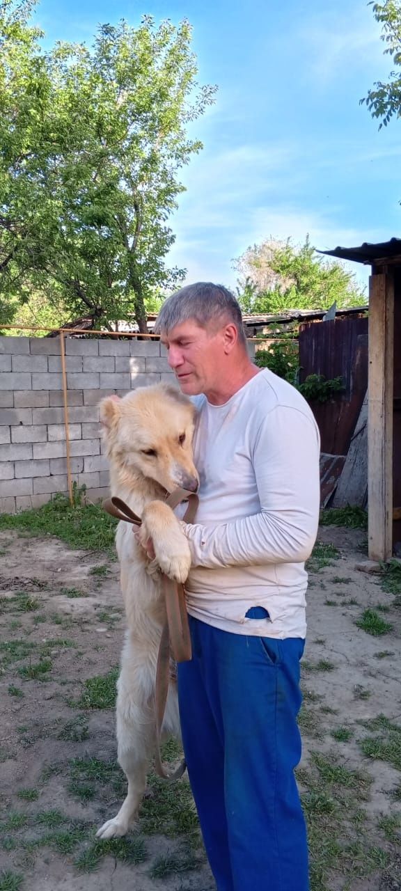 Пристраиваю собаку помесь алабая и лабрадора