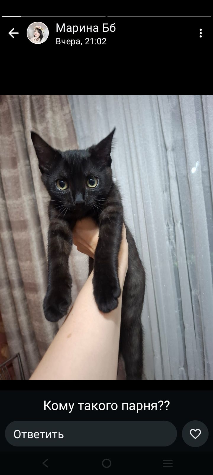 Шикарные котята в добрые руки
