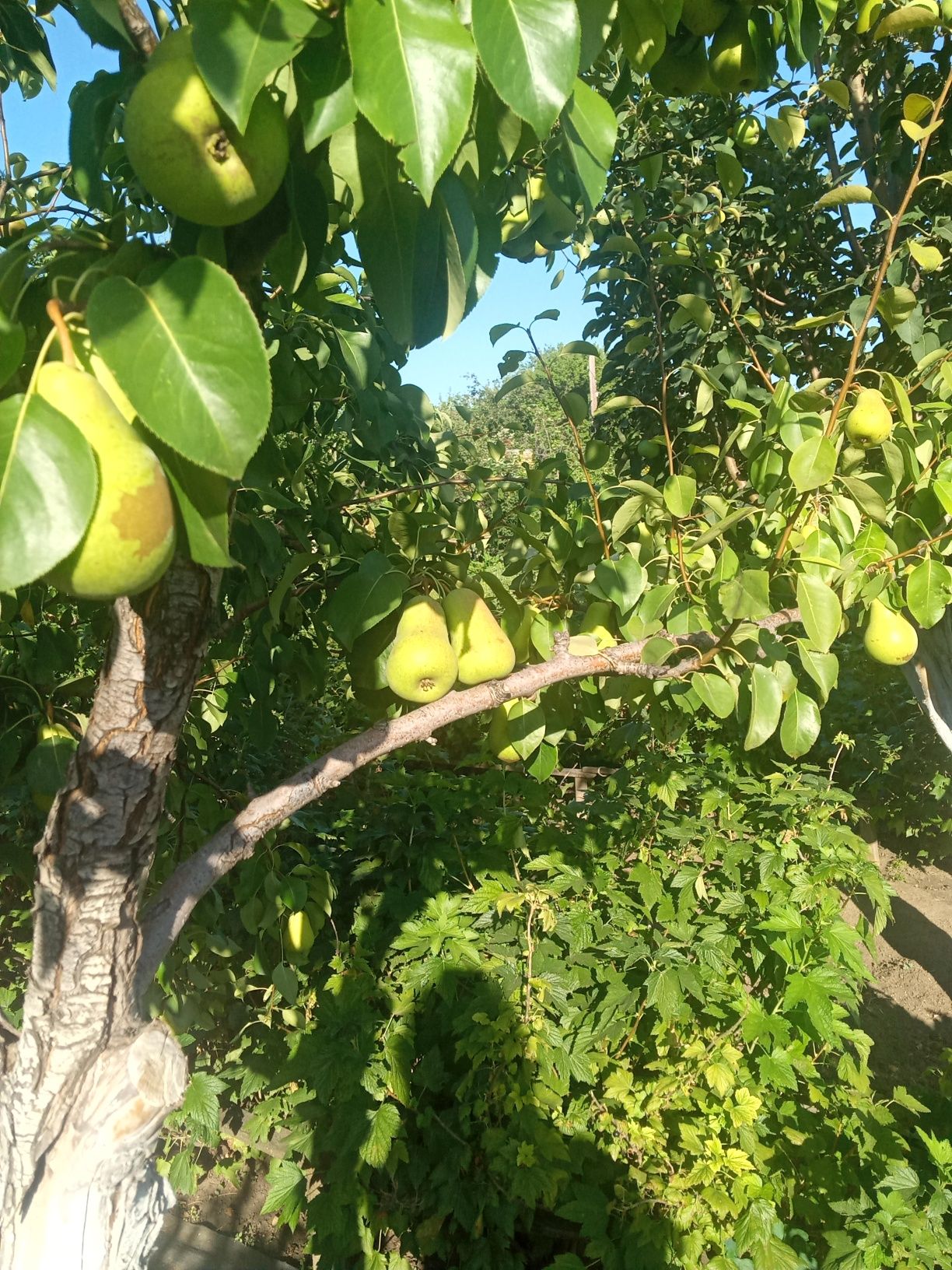 Продам дачу в районе Кривого озера