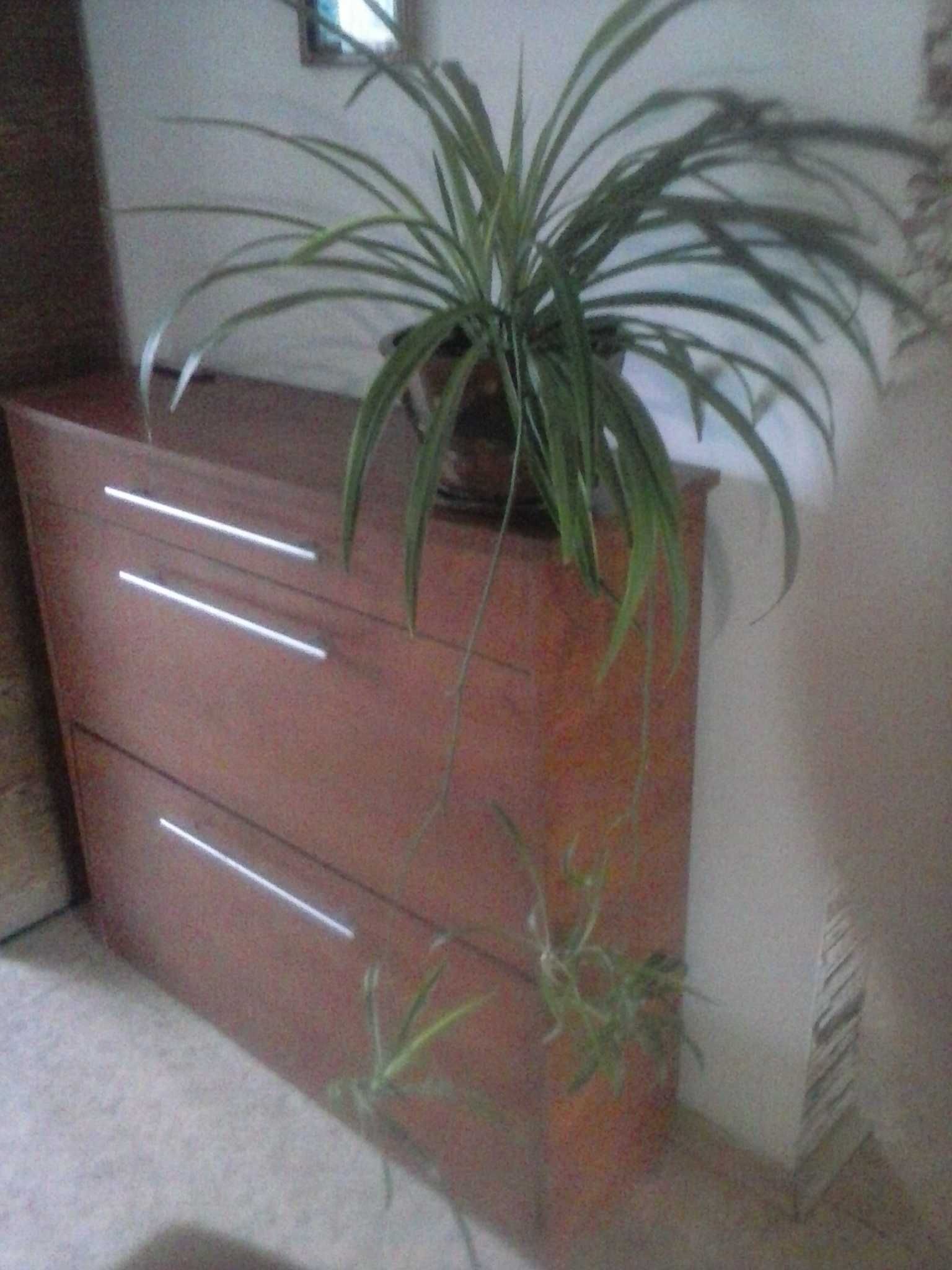 Хлорофитум  (лат. Chlorophytum) взрослое растение