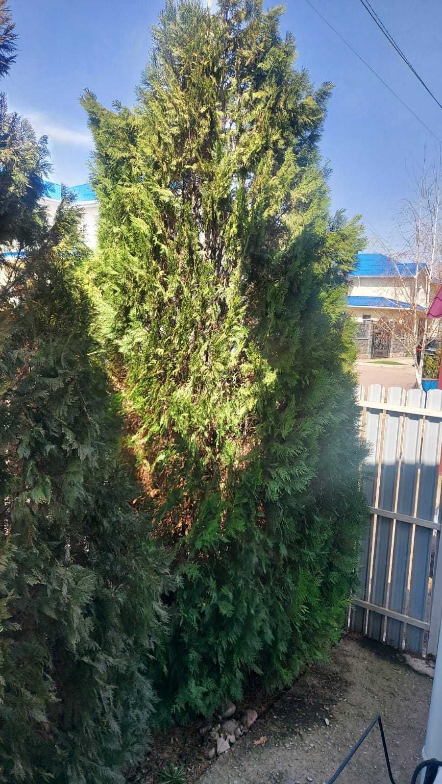 Туя западная Брабант 4 шт