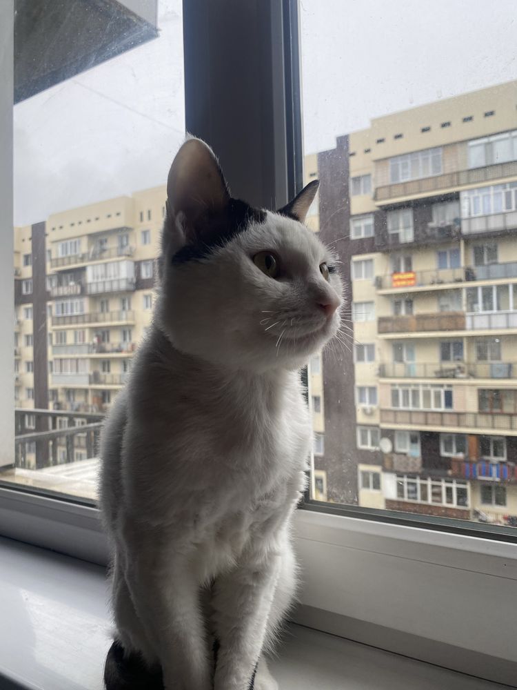 Вязка кота