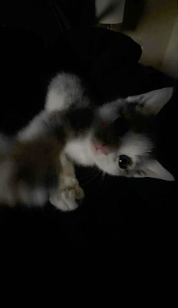 отдаю бесплатно котенка