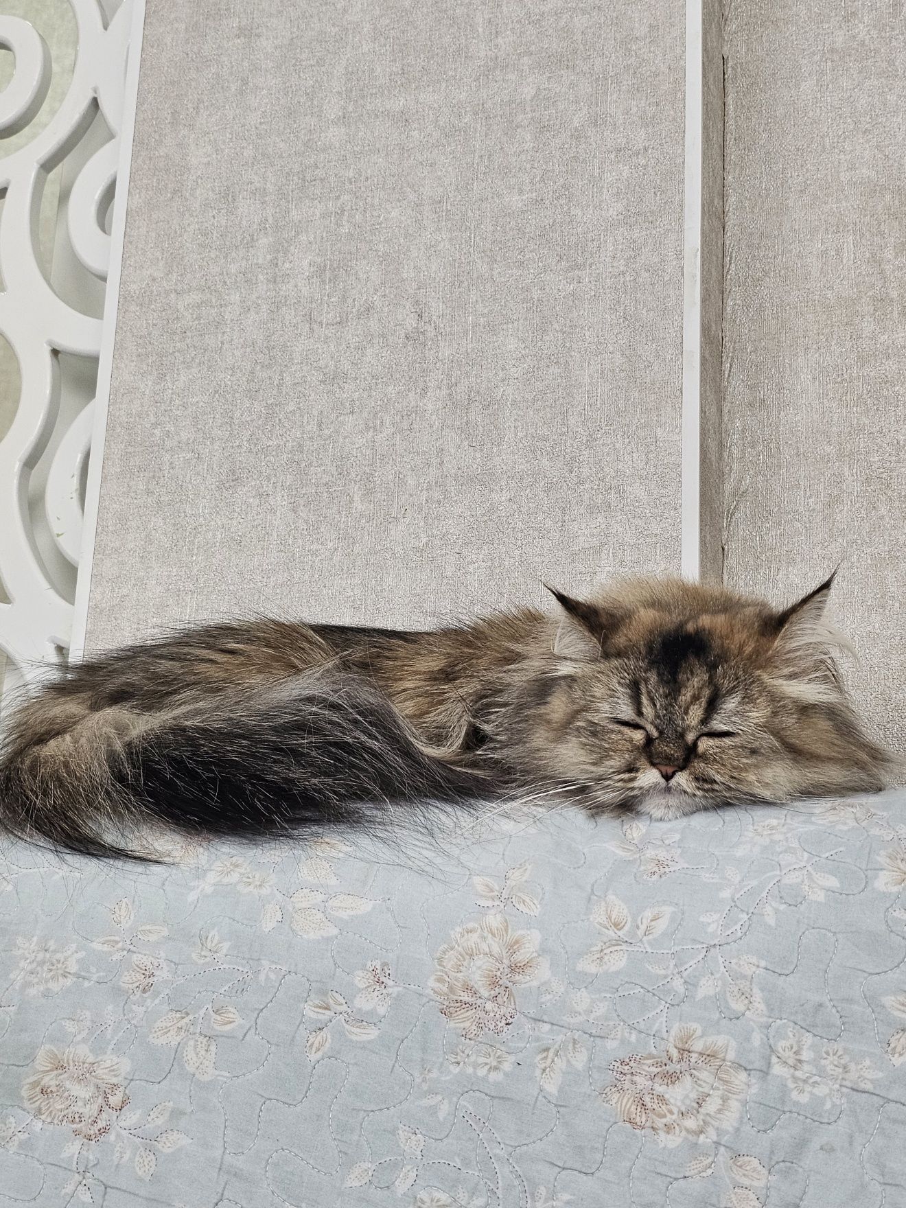 Продам Персидскую кошку 2 года