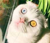 Вязка кот с большим опытом шотландский вислоухий