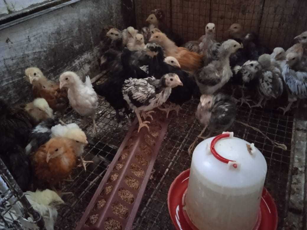 Продам курчат и цыплят