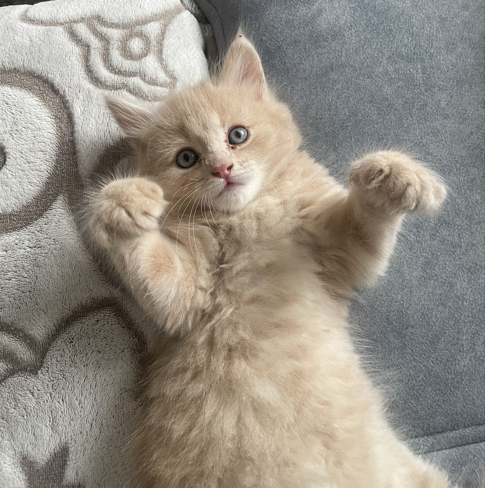 Котенок мейн-куна