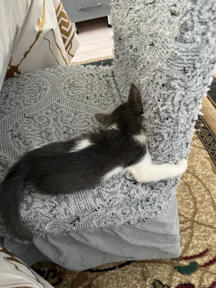 Котята девочки в добрые руки