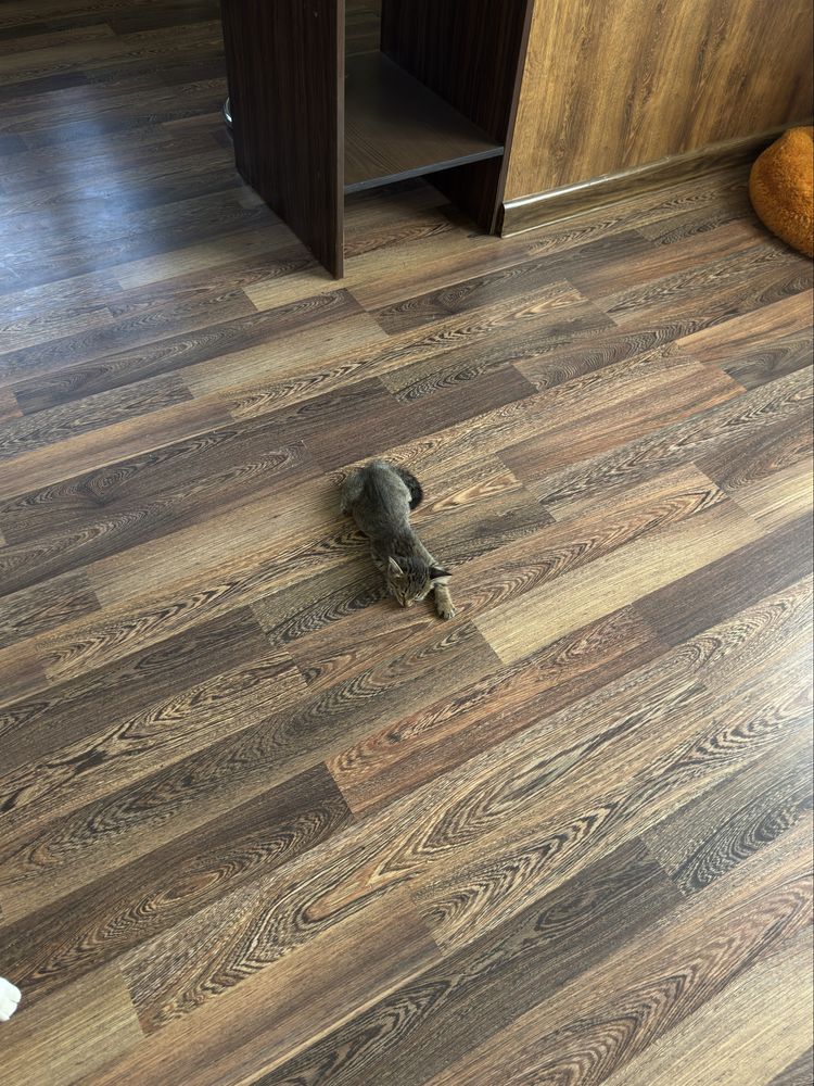 Котенок в добрые руки