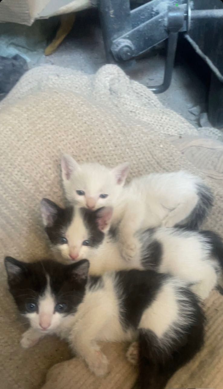 Отдам котят в хорошие руки