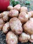Продам Картофель