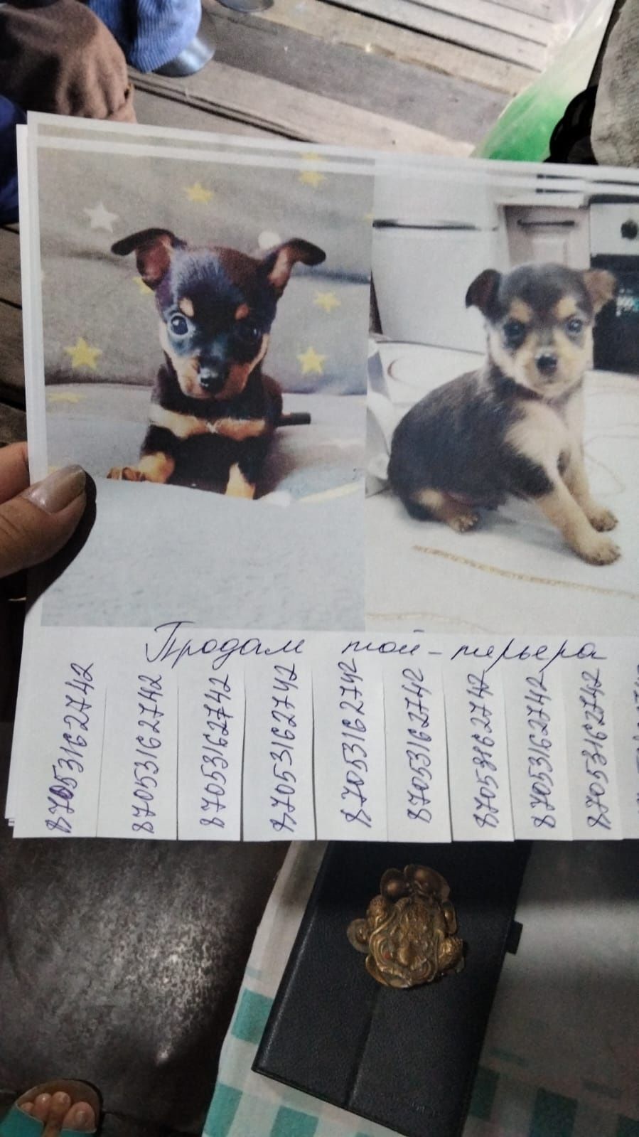 Русский Той Терьер