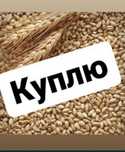 Ячмень, Зернооотходы, Пшеницу россыпью сухой от 10 тонн