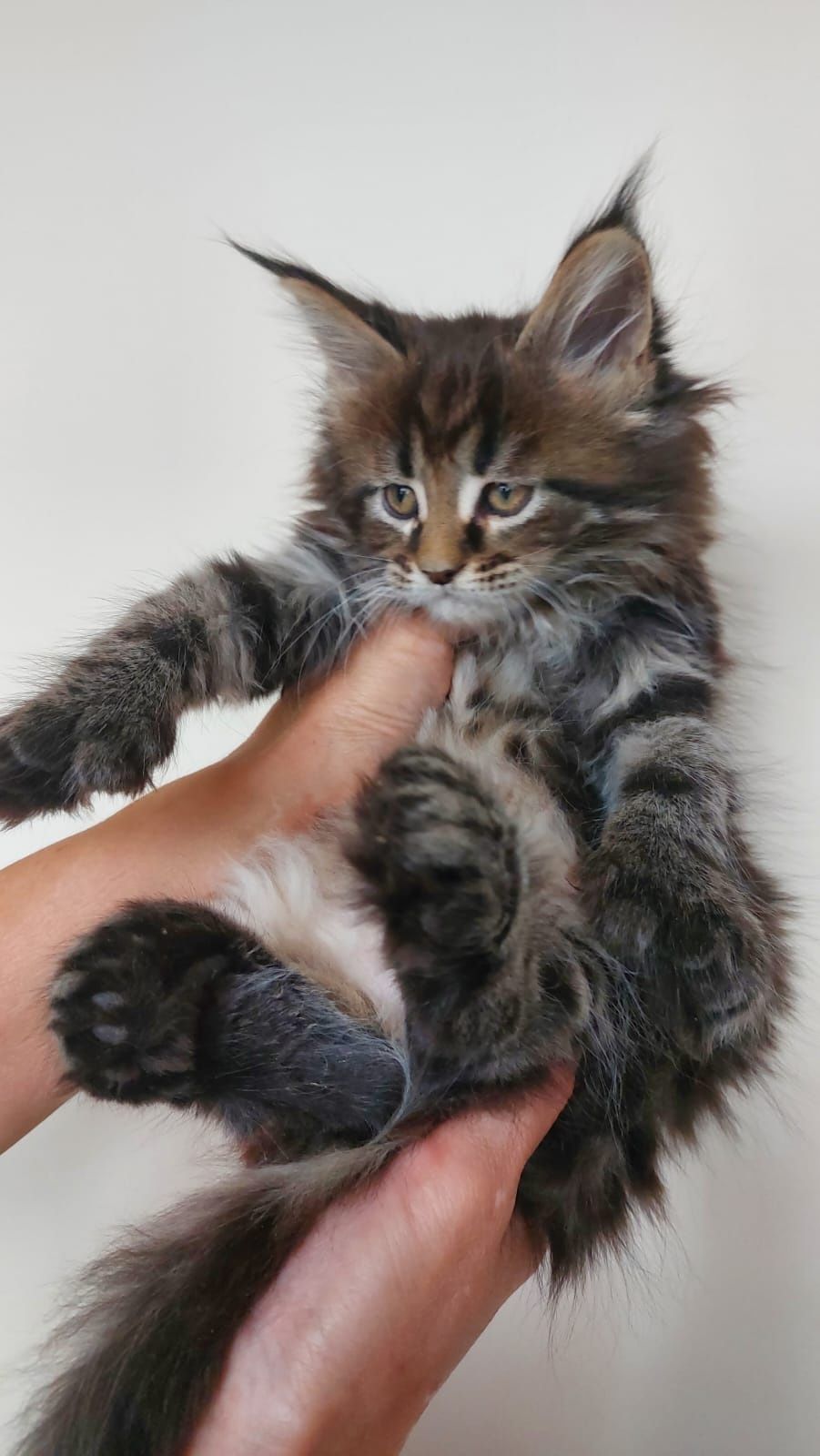 Огромные котята Мейн-кун в Рассрочку до 2 лет!