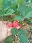 Продам клубнику. Рабочий посёлок