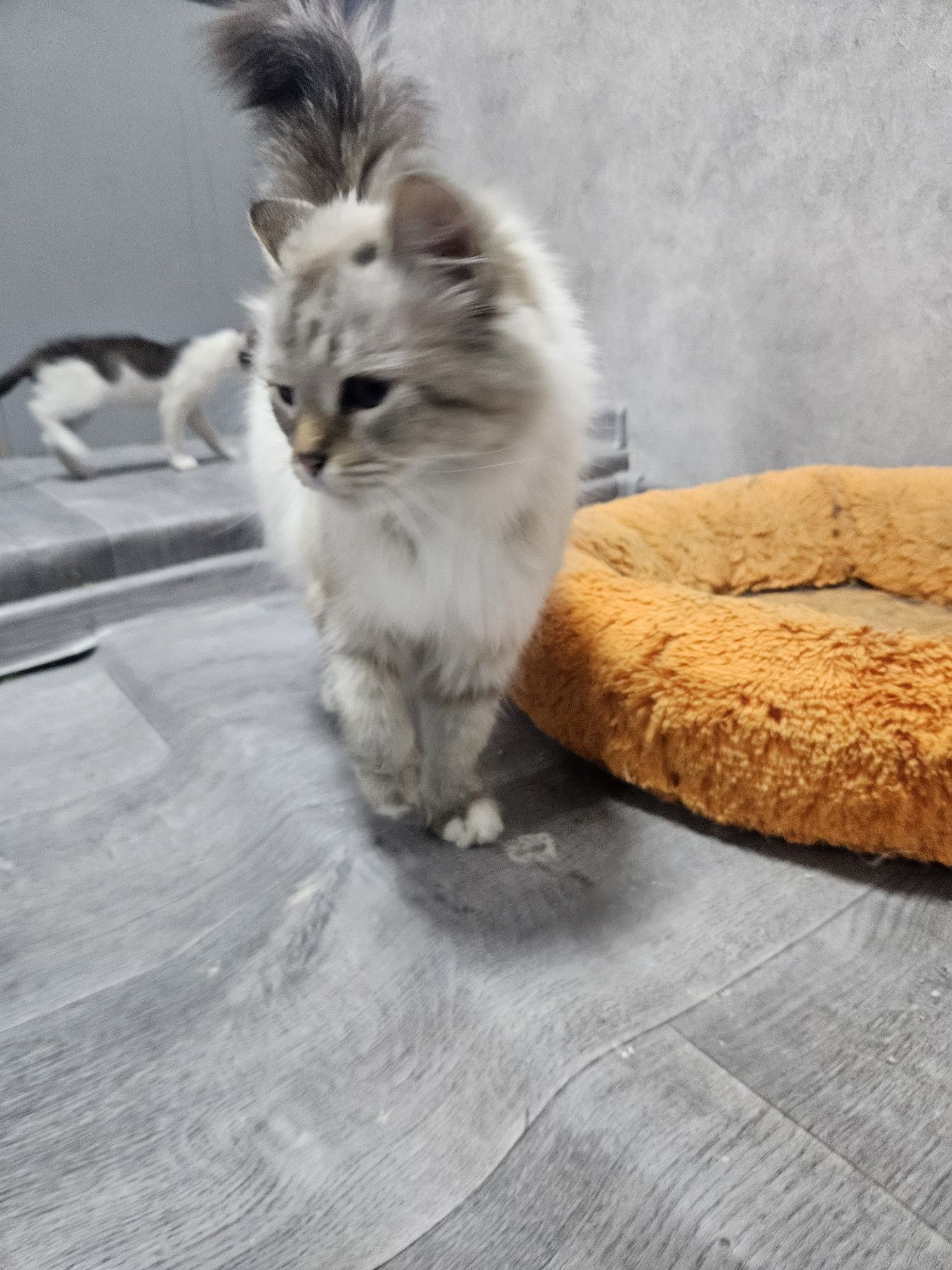 отдам молодую кошечку в хорошие руки.