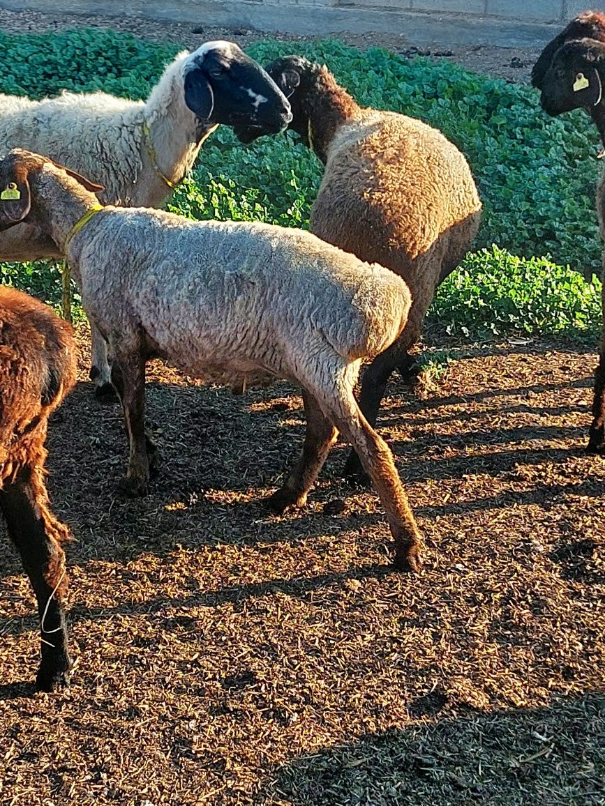 Продам баранов (токты и марка, все кастраты)
