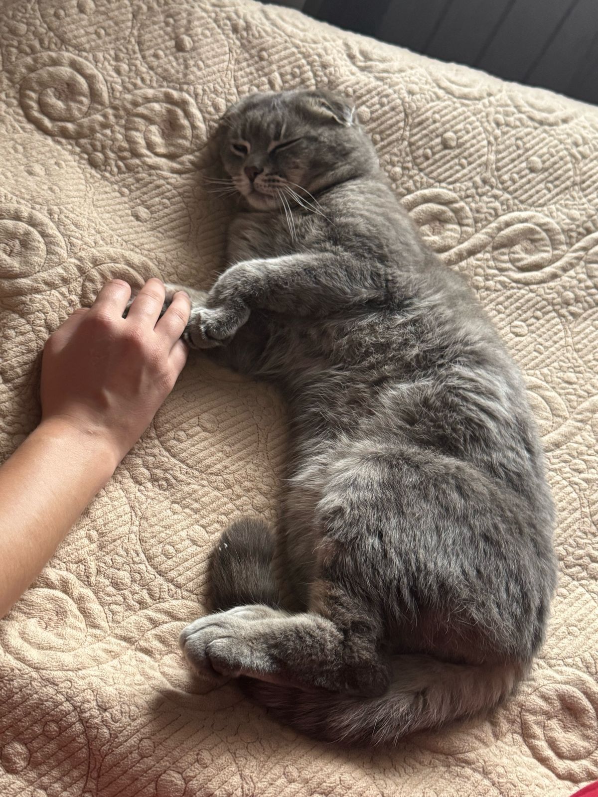 Отдам даром кота.