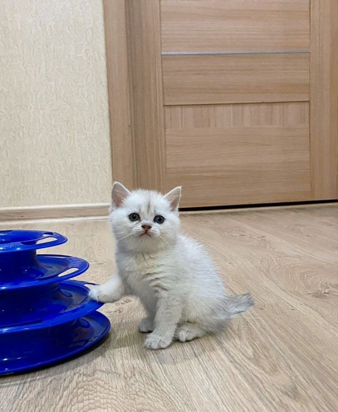 Вязка кота шиншилла серебро, опытный!