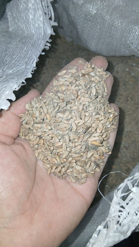 Продам зерно пшеницы 5 мешков
