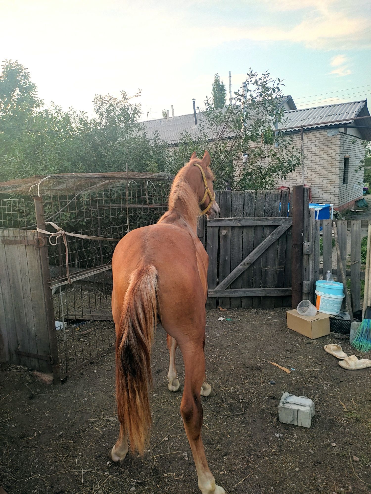 Продам тайчика с откорма
