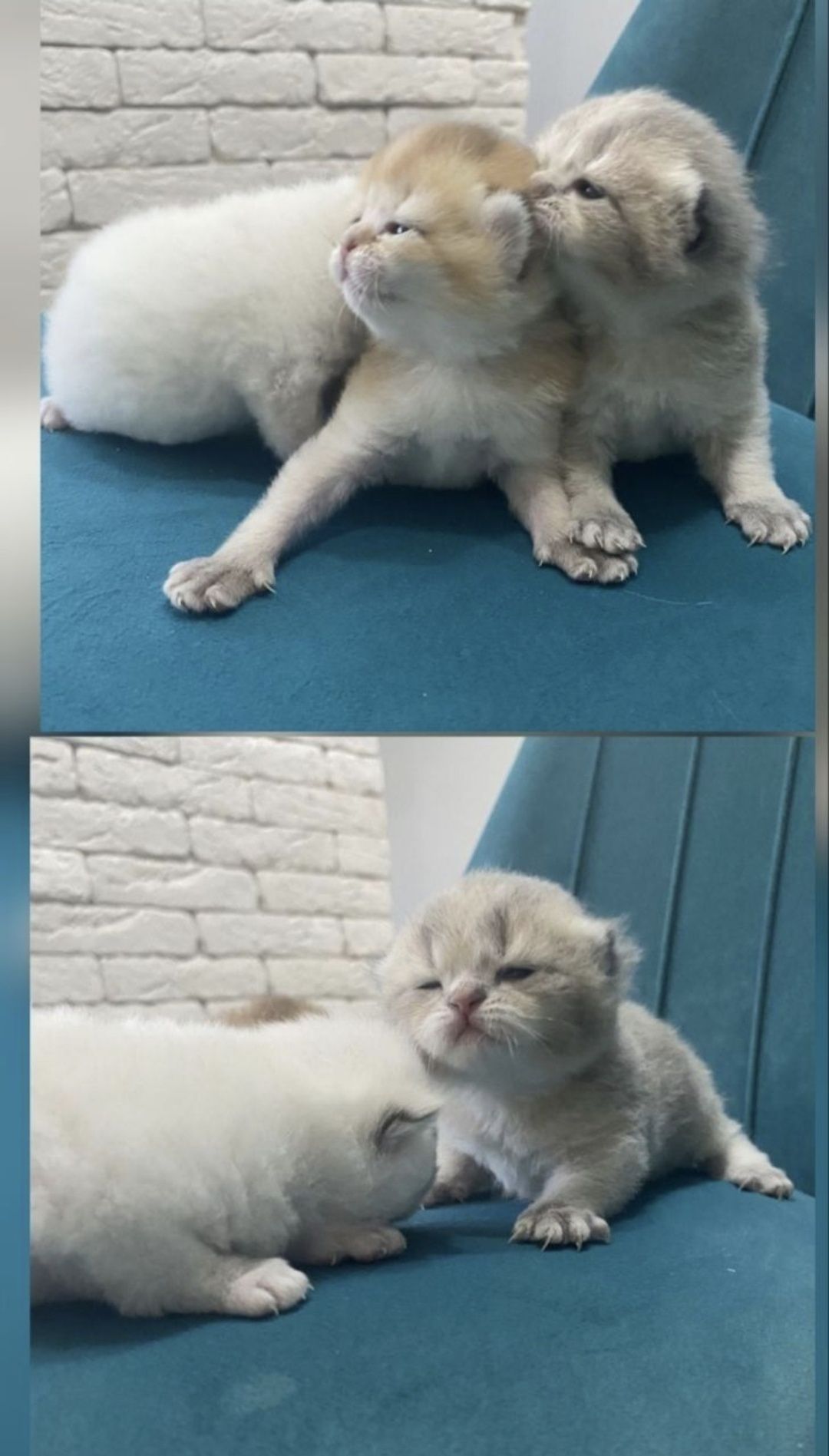Шиншилла, прямоухий кот . ВЯЗКА