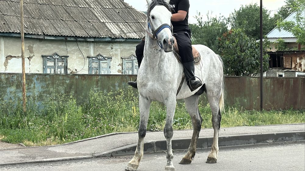 Айғыр сатылады. 6 жасар. Жеребец лошадь айгыр конь