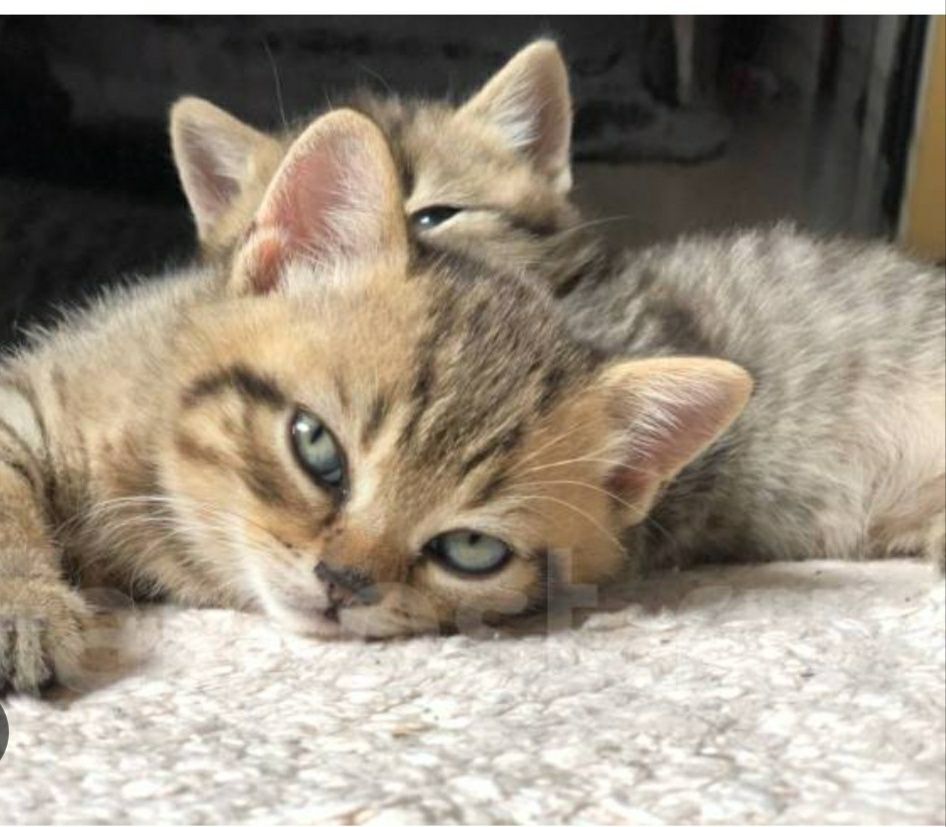 Котята  Скоттиш страйт