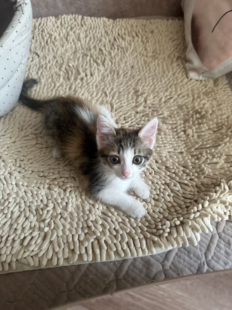 Котята ищут дом