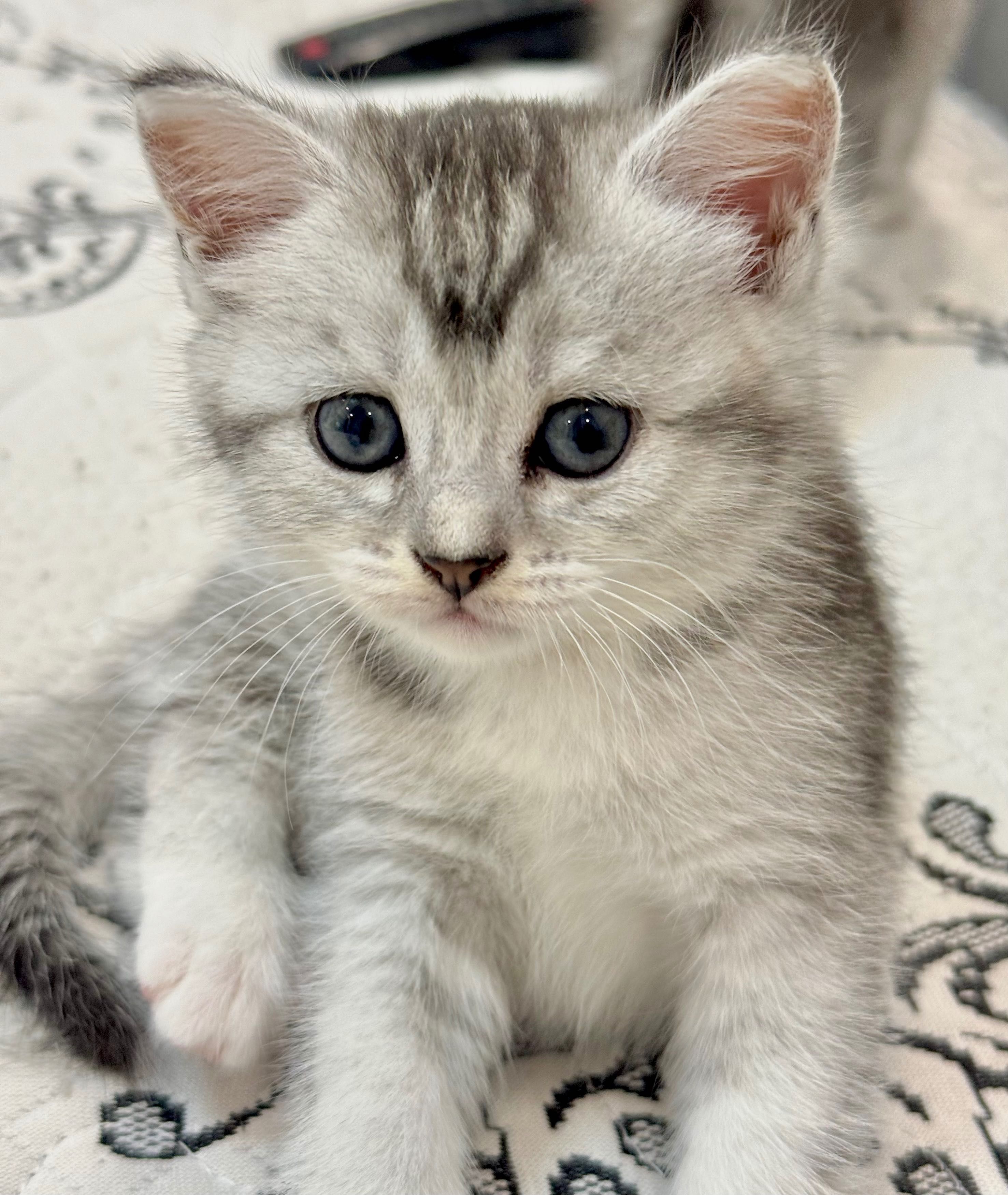 Котенок девочка хайленд страйт, окрас шиншилла