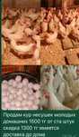 Куры несушки с доставкой