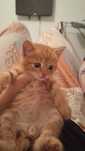 Отдам 2х котят рыженьких мальчики 1 месяц