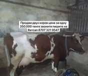 Ухоженные тёлочки