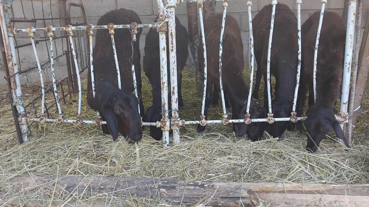Қой сатылады Пародиси