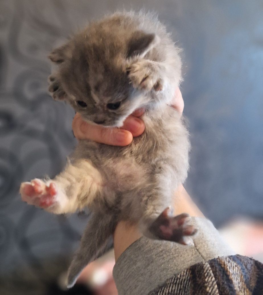 Котята Британские