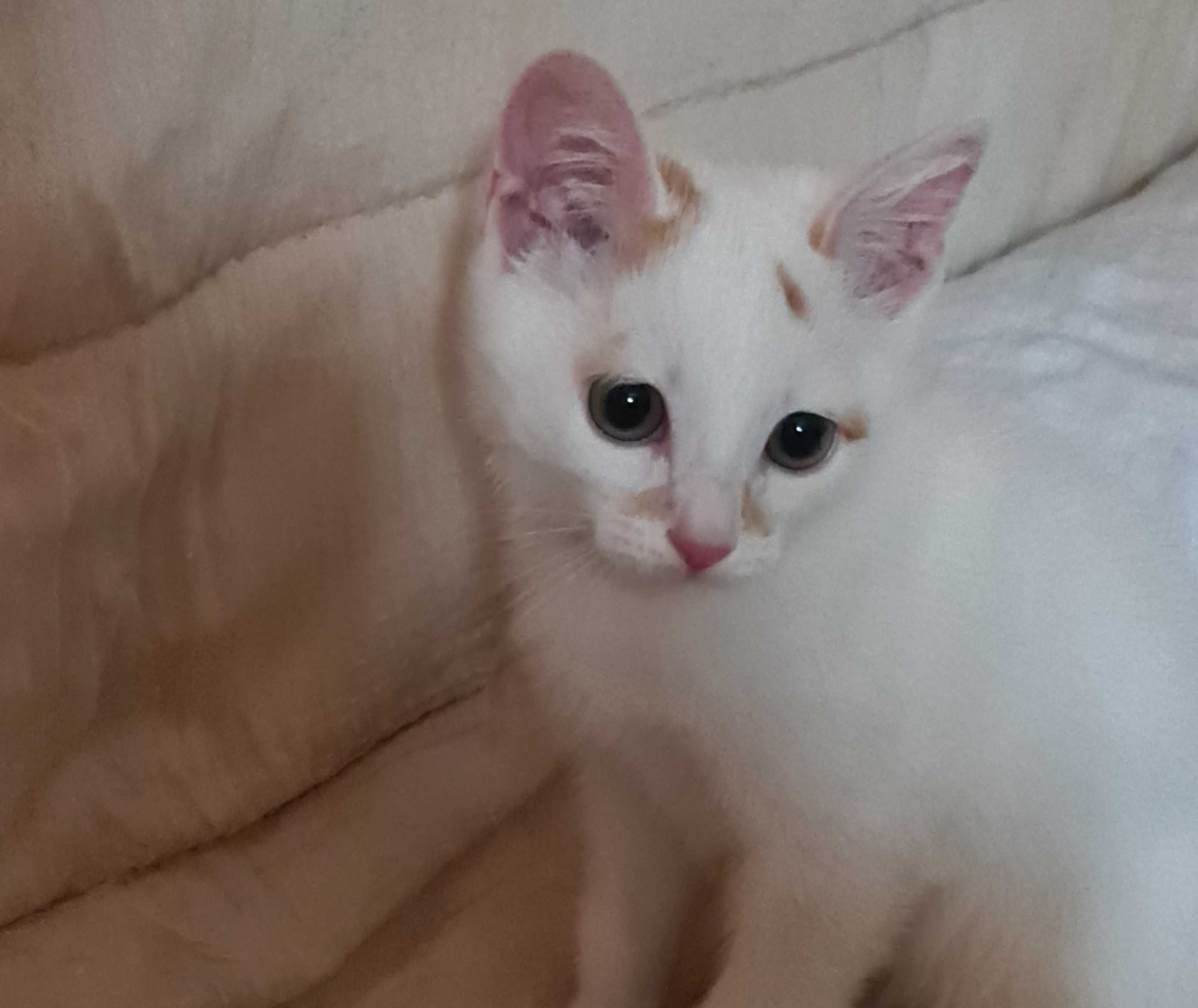 Милый котенок в добрые руки