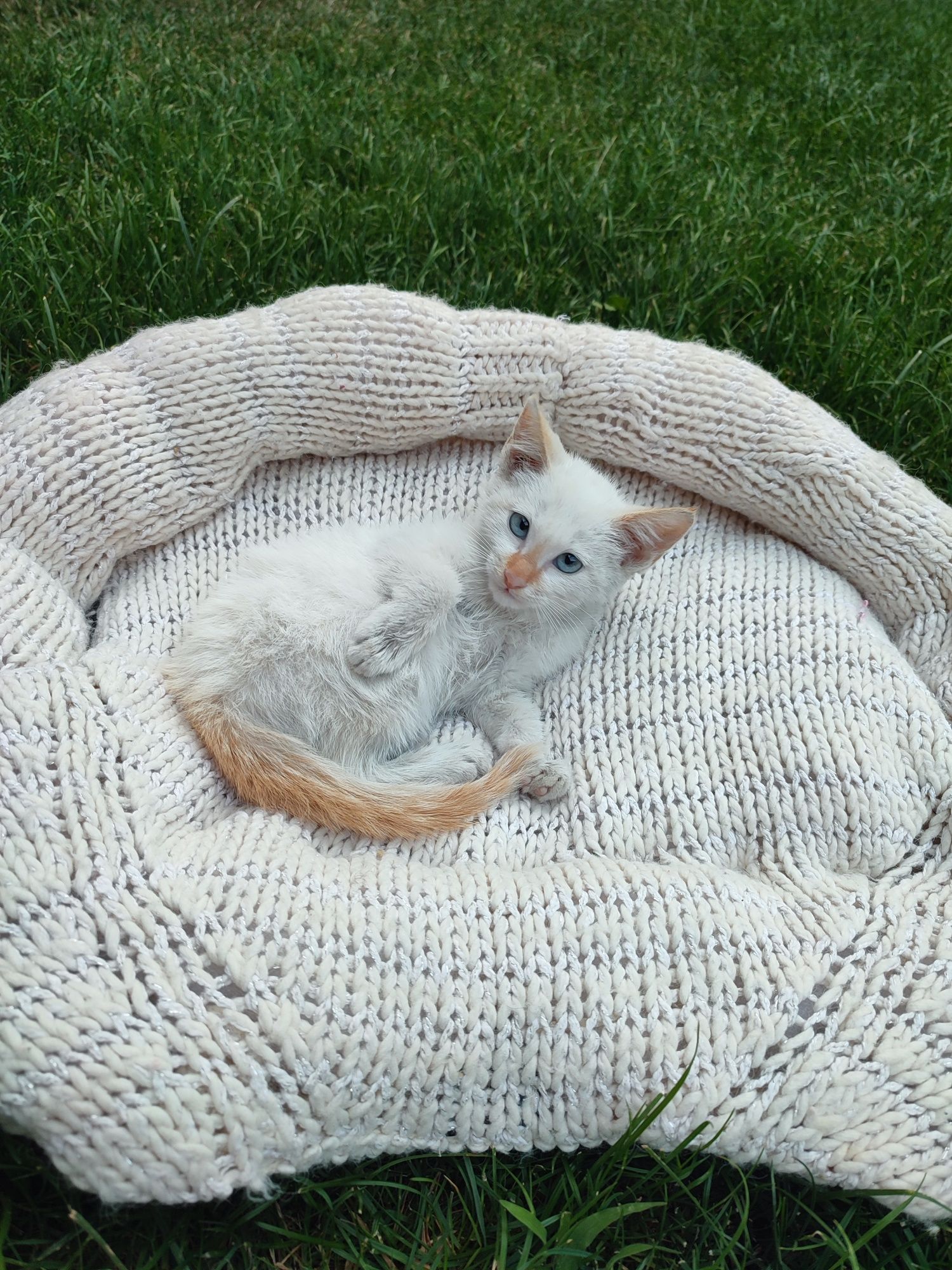 В хорошие руки котёнок