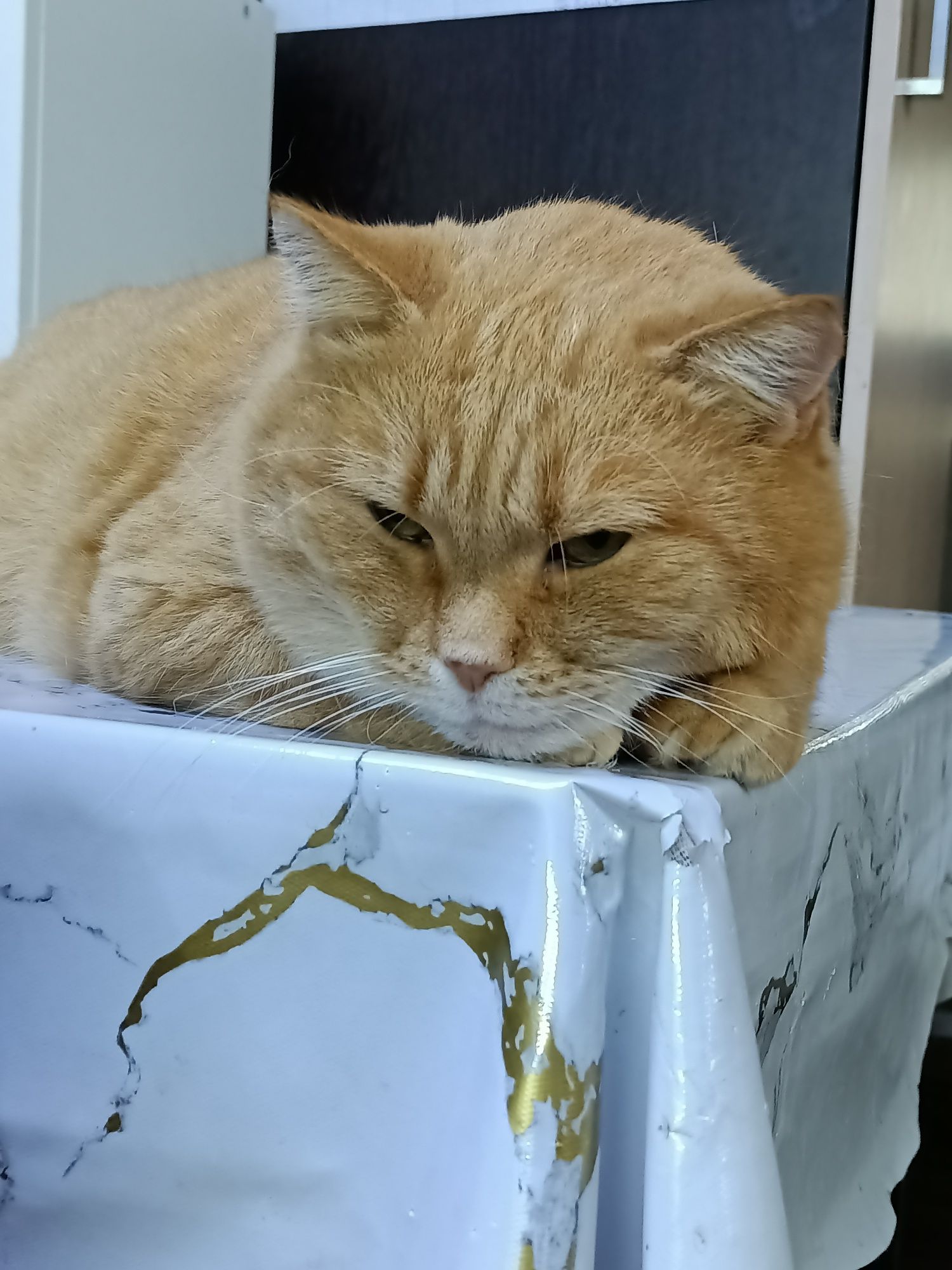 Котики  в добрые руки