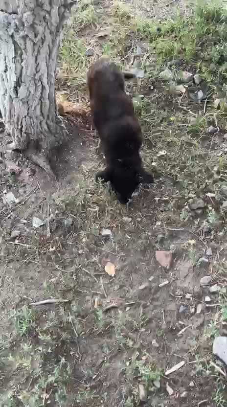 Щенкам нужен дом!