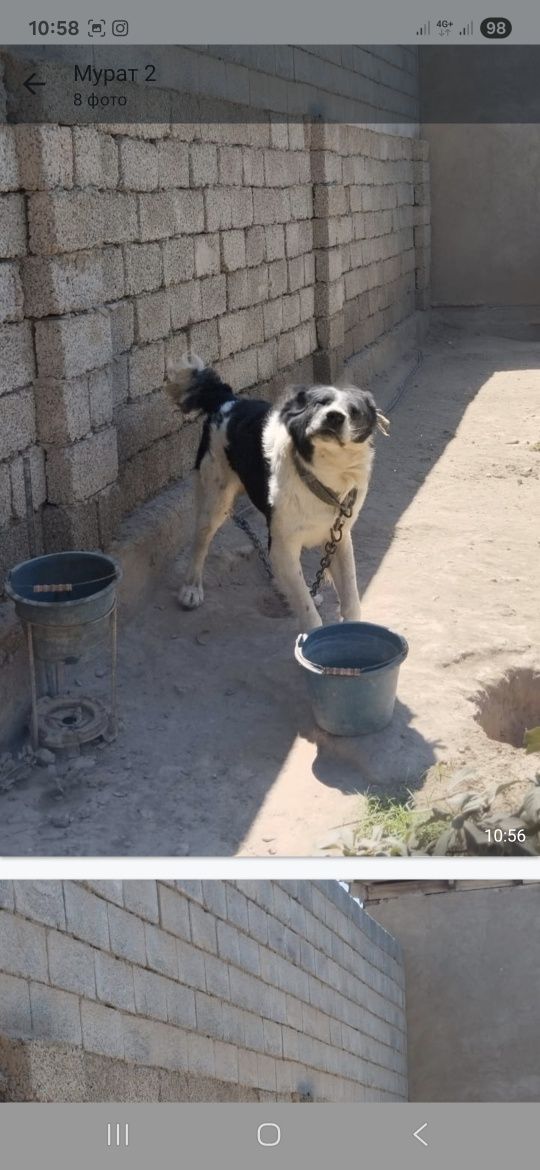 Ит алабай домашнии