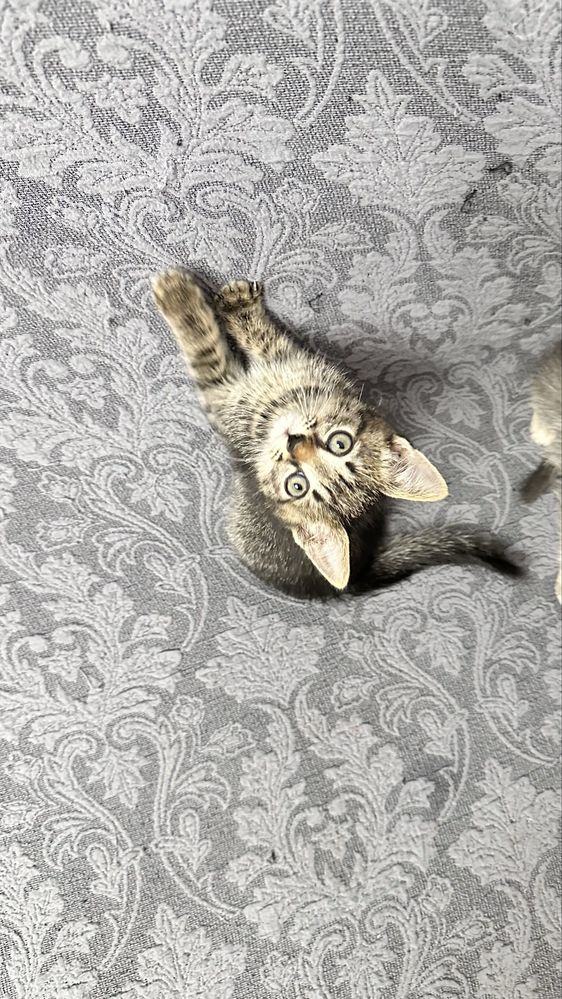 Дарю маленькое чудо — котята готовы к переезду