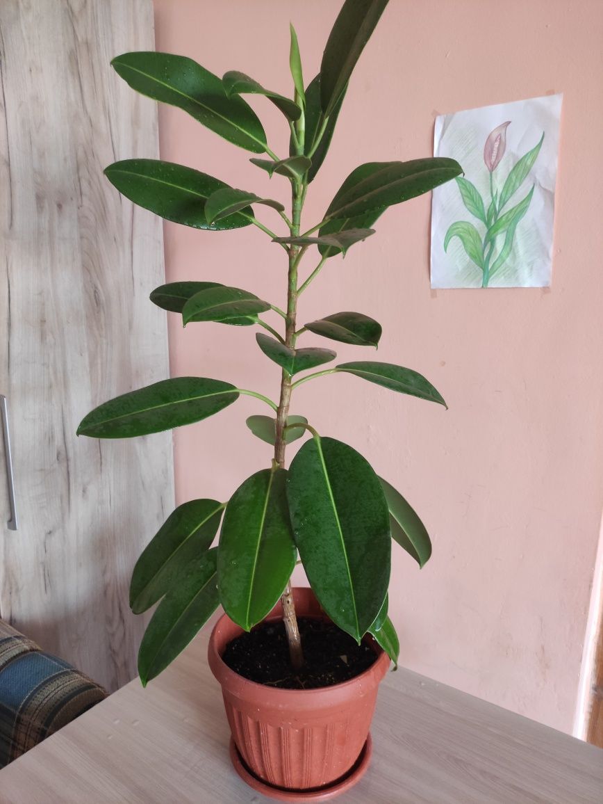 Продам Фикус красивый