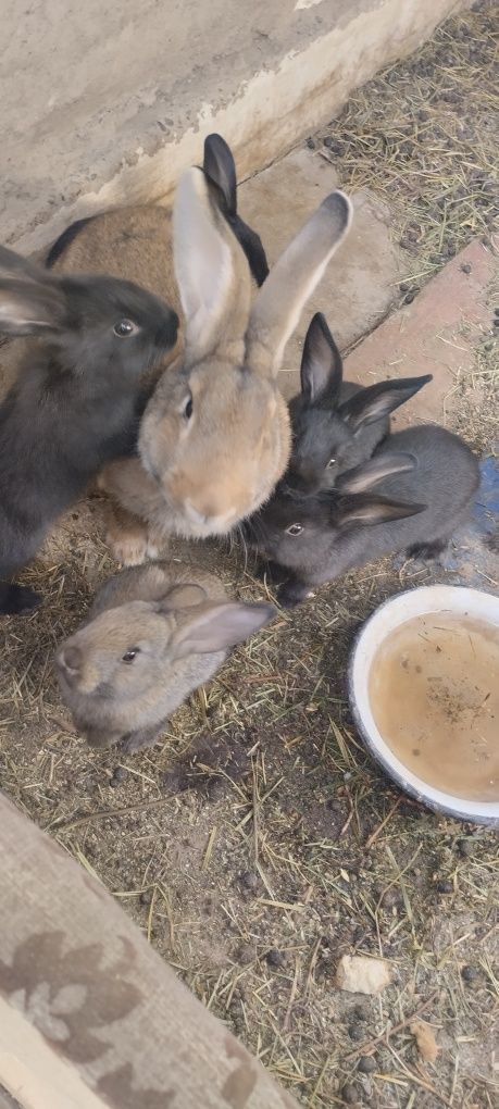 Срочно продам крольчат